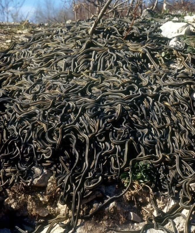 A group of snakes is called....?