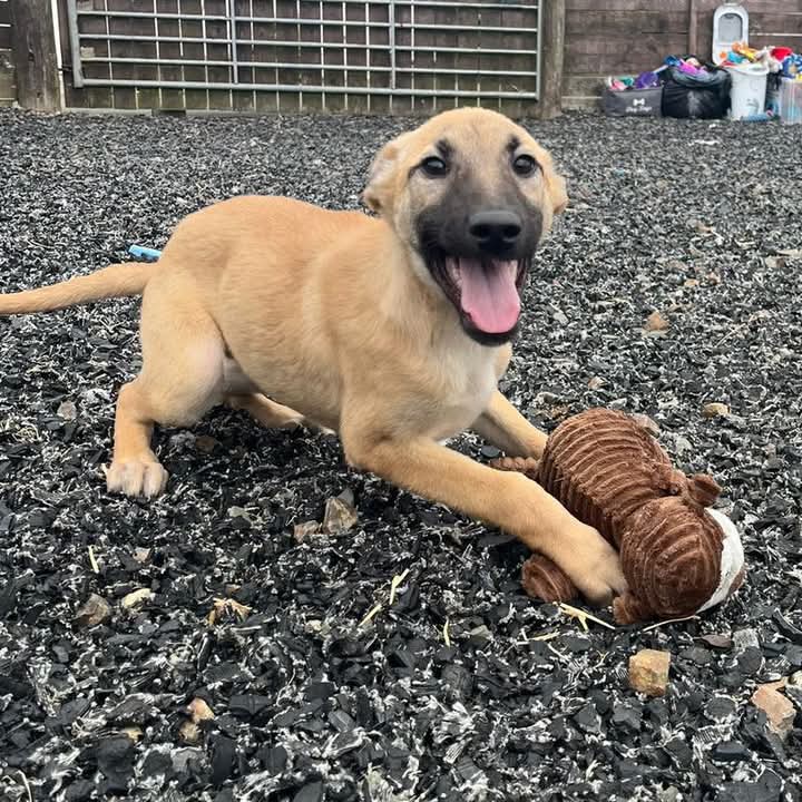 🐶 #MondayMotivation Help Us Find Our Lovely Lurcher Pups Their Forever Homes🐶

We have a gorgeous litter of 20 week old #Lurcher #puppies ready to find their forever families

These little ones are bright, confident &amp; full of playful energy. Each pup has a unique personality,