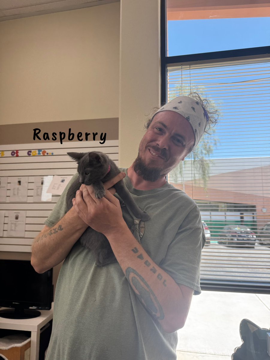 palnv1's tweet photo. Congrats to these kitties for finding their new furrever homes! https://t.co/10UcZ1UVqM