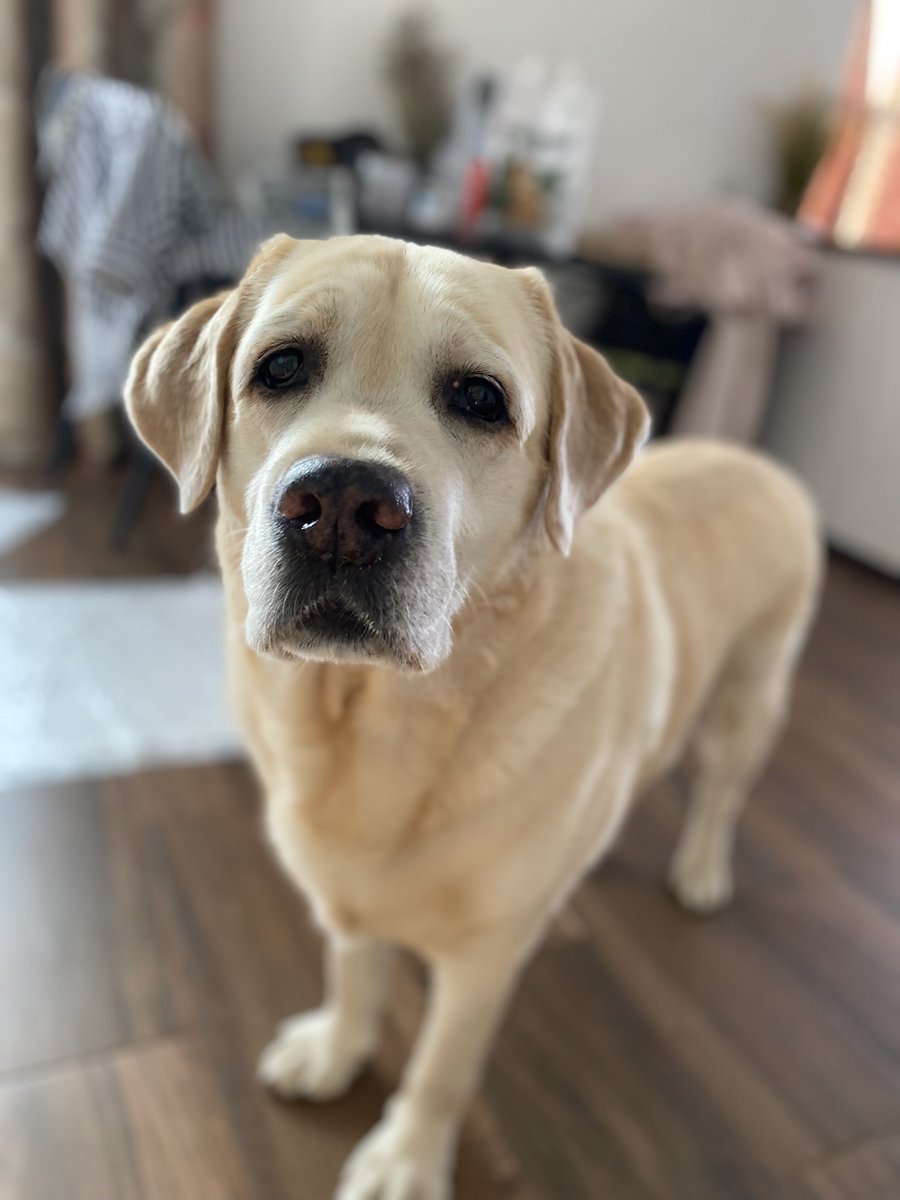 Лес. Собака.