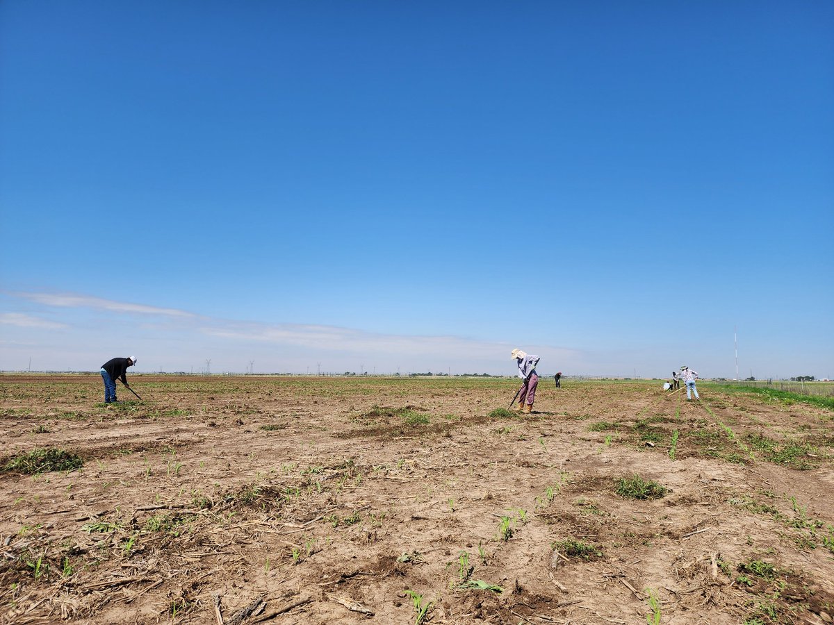 Saini DK (@sainidk10) on Twitter photo Team went out for stomatal measurements today, but weekend hail caused signi. damage to proceed. They pivoted to weeding in other trials instead. Sorghum will bounce back soon🤞, thanks to the team for staying positive & proactive #CropForageLivestockSystemsProgram <a href="/KJagadish_TTU/">Krishna Jagadish</a> Team went out for stomatal measurements today, but weekend hail caused signi. damage to proceed. They pivoted to weeding in other trials instead. Sorghum will bounce back soon🤞, thanks to the team for staying positive & proactive #CropForageLivestockSystemsProgram <a href="/KJagadish_TTU/">Krishna Jagadish</a>