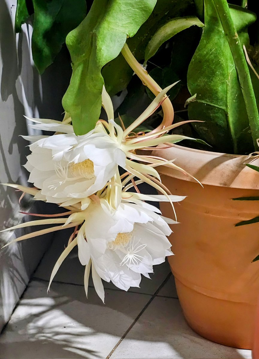 Dr Sharath Kumar G tweet media