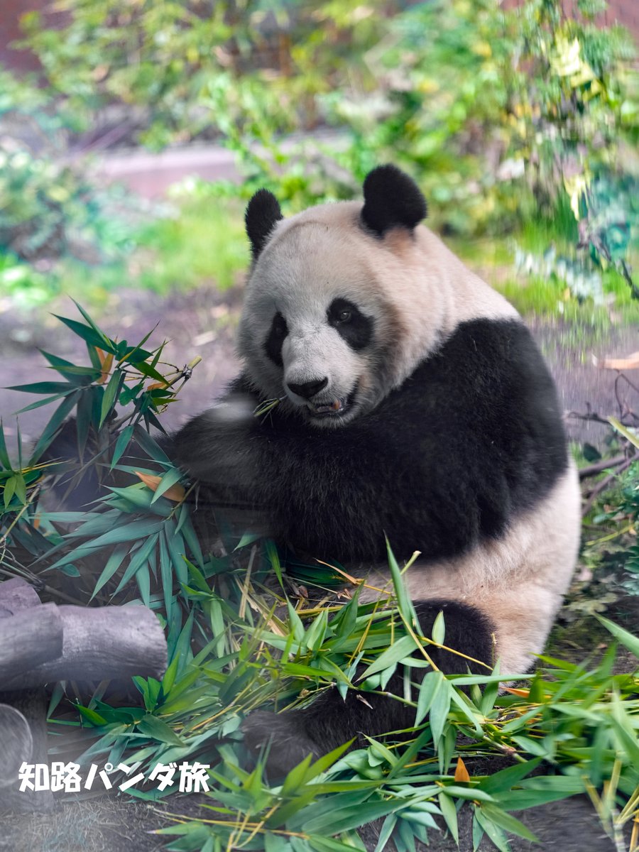 2025/3/28 #サンディエゴ動物園 にお嫁さんとしてやってきた #鑫宝(シンバオ)です🥰2020/7/22生まれの4歳。母はリーリーのお姉さんである群主さん。よってこの子はシャンシャンのいとこにあたります👍

#panda #SanDiegoZoo #XinBao