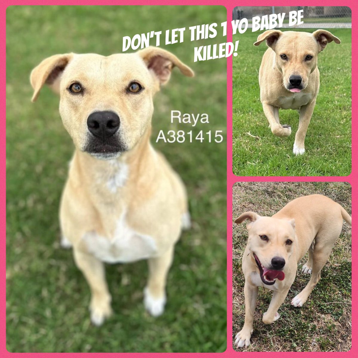 SamfromSpain's tweet image. D DAY is here &amp;amp; Corpus Christi AC can kill her @ any time‼️
1 yo RAYA #A381415 darling girl w/sweet personality &amp;amp; friendly disposition
Abandoned 2 survive on her own‼️
Shud be looking forward 2 a long/happy life,not☠️in a pound!
Plz help save her!
PLEDGE
#RESCUE
#ADOPT
Such an 😇