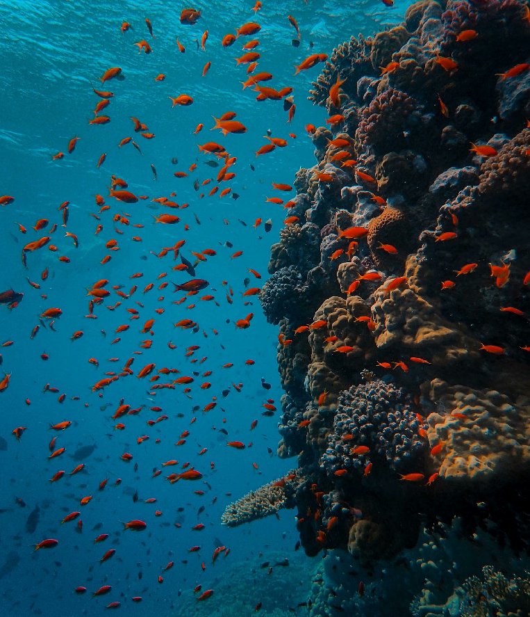 “For most of history, we have had to fight nature to survive. In this century, we are beginning to realise that, in order to survive, we must protect it.” – Jacques Cousteau
Rampant exploitation imperils the Coral Triangle - epicentre of marine ecology and biodiversity. #Oceans |