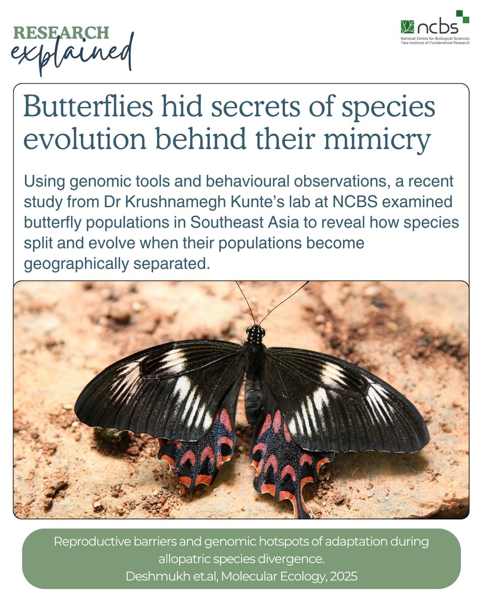 National Centre for Biological Sciences (@ncbs_bangalore) on Twitter photo #ResearchExplained!
<a href="/riddhi_deshmukh/">Riddhi Deshmukh</a> & team from Dr Krushnamegh Kunte's lab examined butterfly populations in Southeast Asia to reveal how species split and evolve when their populations become geographically separated.🦋
Read here: bit.ly/3SHBNzq
✏️ Christeen Paulson #ResearchExplained!
<a href="/riddhi_deshmukh/">Riddhi Deshmukh</a> & team from Dr Krushnamegh Kunte's lab examined butterfly populations in Southeast Asia to reveal how species split and evolve when their populations become geographically separated.🦋
Read here: bit.ly/3SHBNzq
✏️ Christeen Paulson