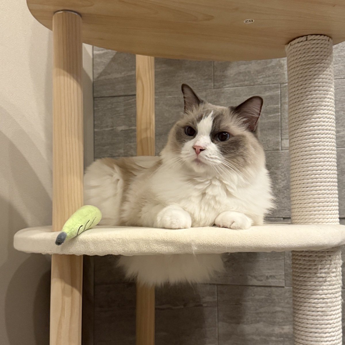 ragdoll0504's tweet image. 涼しい顔してるけど、お腹はみ出てるよ
