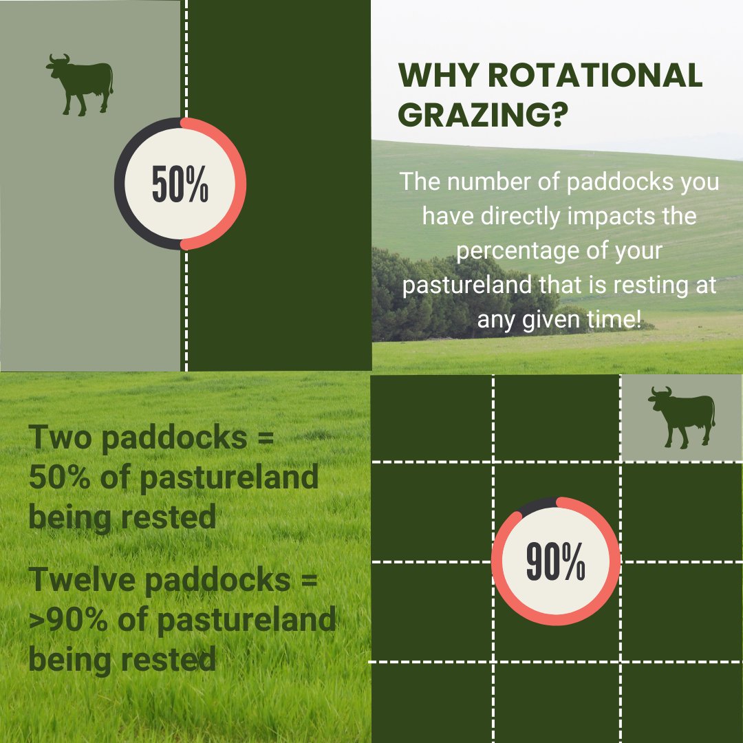 Increasing the number of paddocks in pastures can improve the recovery period for every plant that is grazed. With proper grazing management and planning, this can lead to improved regrowth and maintain the diversity of plants in your pastures.