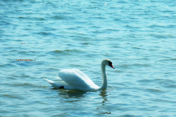HurmerintaArt's tweet photo. The Mute Swan Swam To Me.
#birds #swans #nature #photography #giftidea #wallart #cards #puzzles #mugs #bags
#supportphotographers
https://t.co/z45PVps1dw https://t.co/FetNpiB1jC