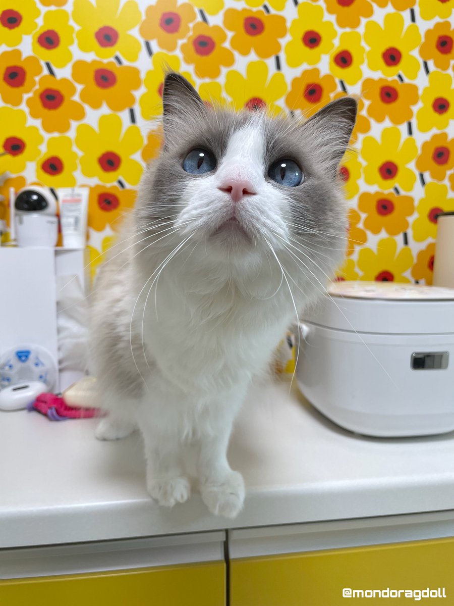 mondoragdoll's tweet photo. 同じ猫です。
顔に出ちゃうタイプなんです。 https://t.co/O6IOccN3ii