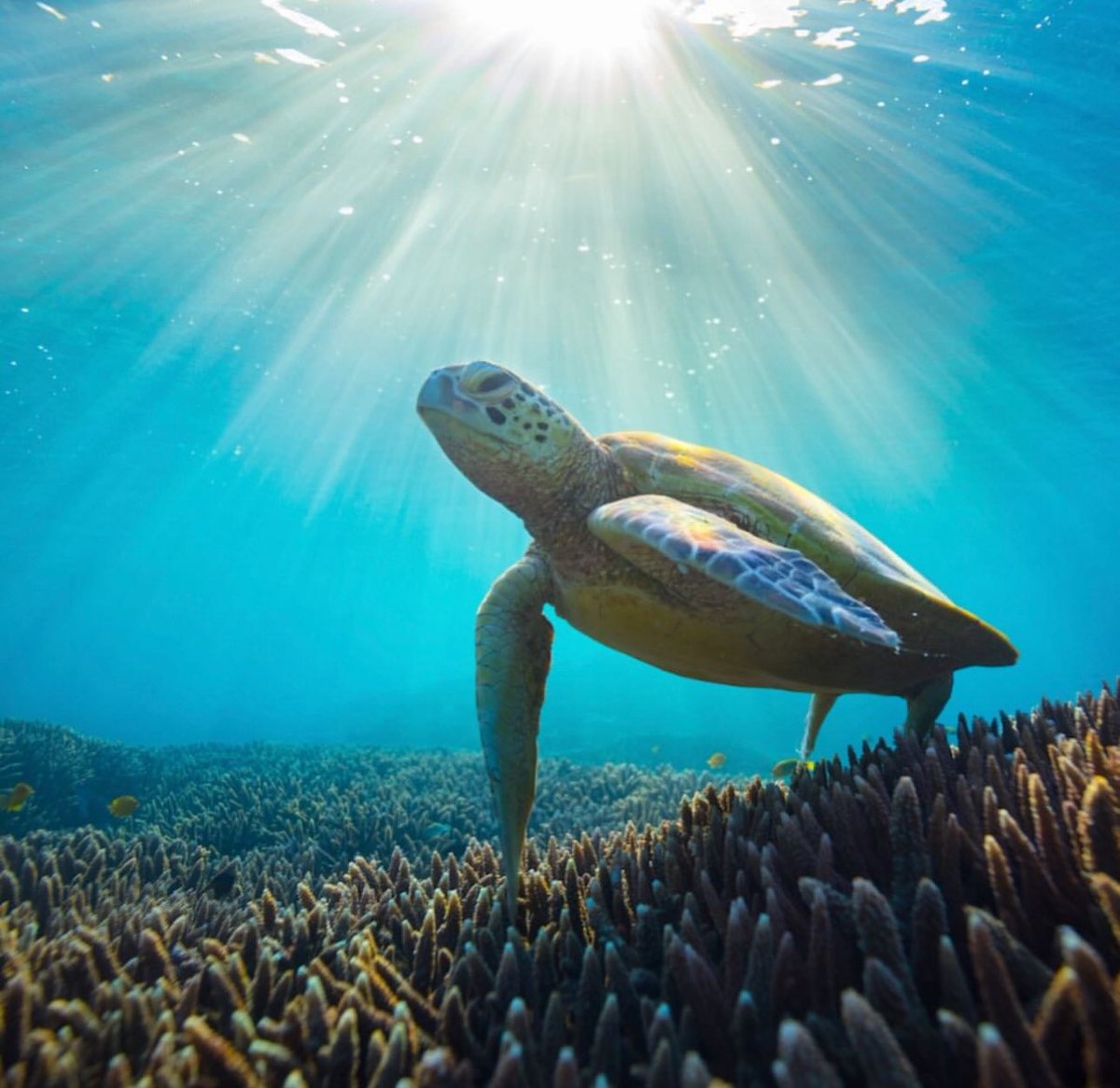 RobertIrwin's tweet image. Happy #WorldOceansDay 🌎 So thankful for all the time I get to spend in the ocean. We can’t afford to lose our stunning aquatic biodiversity, we must act fast to protect our seas.