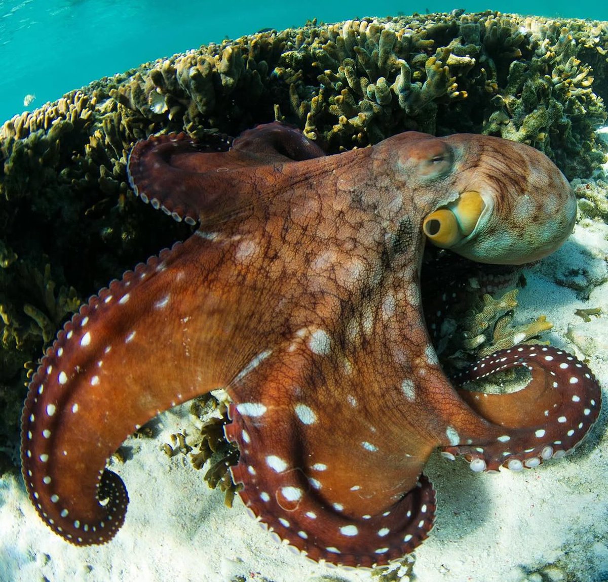 RobertIrwin's tweet image. Happy #WorldOceansDay 🌎 So thankful for all the time I get to spend in the ocean. We can’t afford to lose our stunning aquatic biodiversity, we must act fast to protect our seas.
