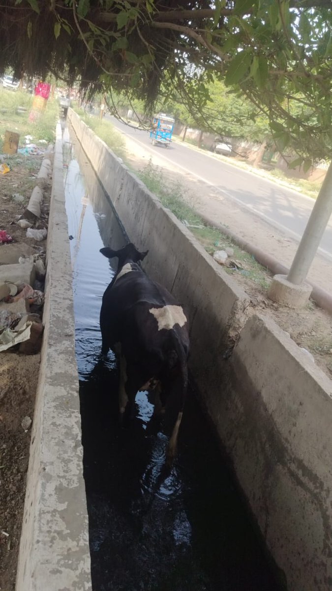 थाना बिसरख चौकी चेरीकौंटी में गाय नाले में गिर गई है <a href="/Uppolice/">UP POLICE</a> <a href="/noidapolice/">POLICE COMMISSIONERATE GAUTAM BUDDH NAGAR</a> <a href="/CeoNoida/">CEO, NOIDA Authority</a> <a href="/noida_authority/">NOIDA Authority</a> कृपा इनको बाहर निकालने में मदद करे <a href="/112/">112</a>