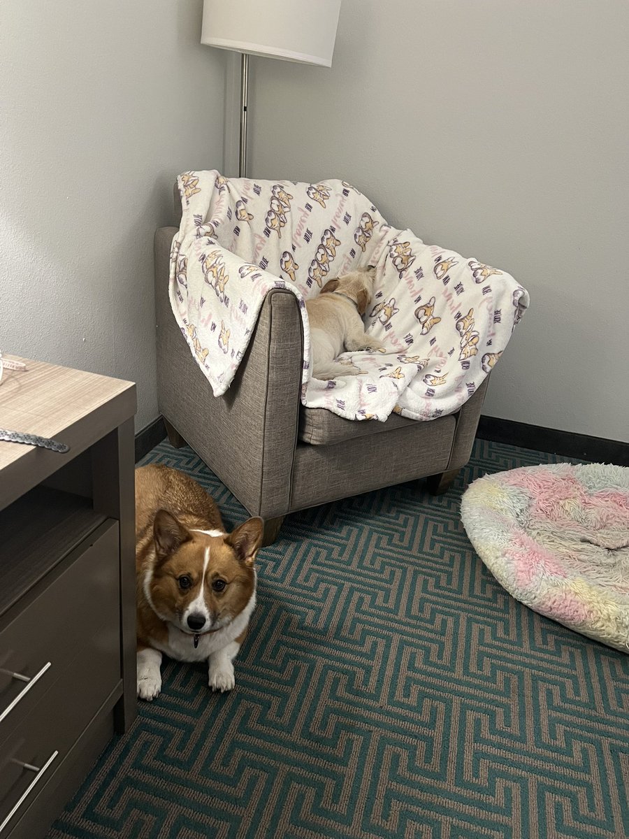 whitemanML's tweet image. Traveling doggos! #archiethecorgi #cooperthecorgi #corgination #vacation