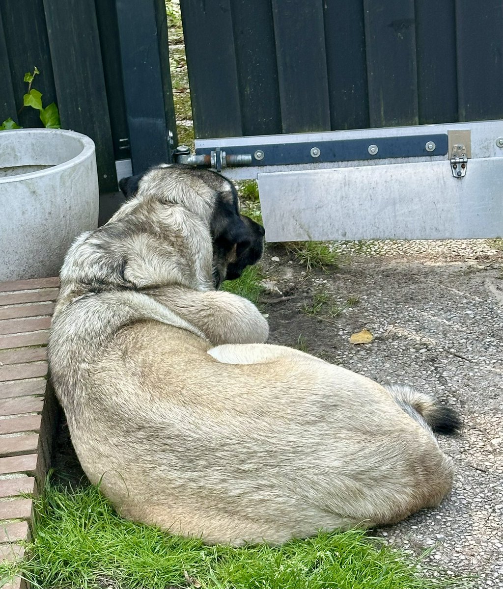 „Und überall such ich sie! Sie!
Fast 3 Jahr, beiges Haar! 
Wie find ich zu ihr?“ 🎼🐶😭

*presented from doggie in love