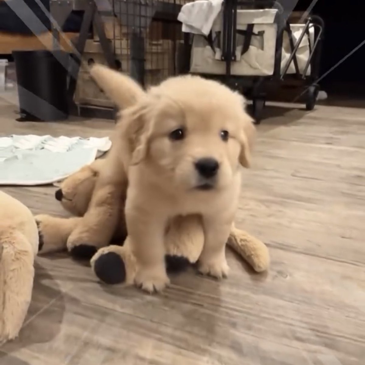 takemybear 🐶 tweet media