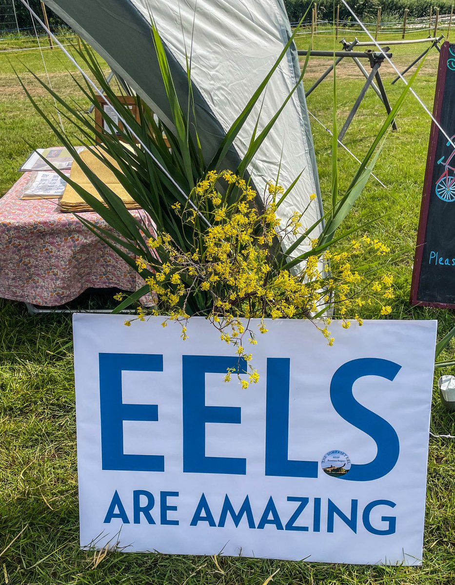 The_peoples_eel's tweet image. Great to be at the Scythe Fayre sharing amazing things about EELS with the many thousands that came along to enjoy this amazing off grid gathering ❤️