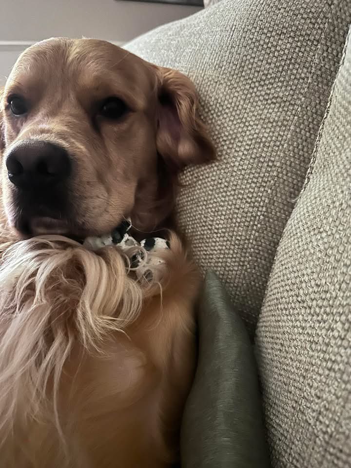 rosiedoc666's tweet photo. #StolenDogHour 
PLS KEEP SHARING FOR LOUIE - his family are so worried 
ANYONE UP #GlenNevis and #SteallFalls PLS LOOKOUT 👀 
Description says can be slippery…has he lost his footing, lying hurt? 
#Scotland 🐾 #highlands #mrtScotland 
25/5/25 
@LindaK89229939 @glennevishols https://t.co/vgsWCdNfk9