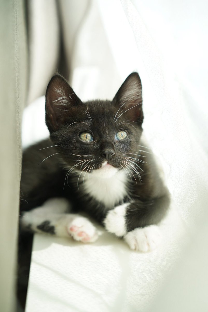 保護猫にゃんずとの生活に、あらたに保護猫弟にゃんが来ました〜𖤣𖥧𖥣𖡡𖥧𖤣
にゃんだふる𖤣𖥧𖥣𖡡𖥧𖤣
ほっかいどうのそらのした
 #ねこかわいいね