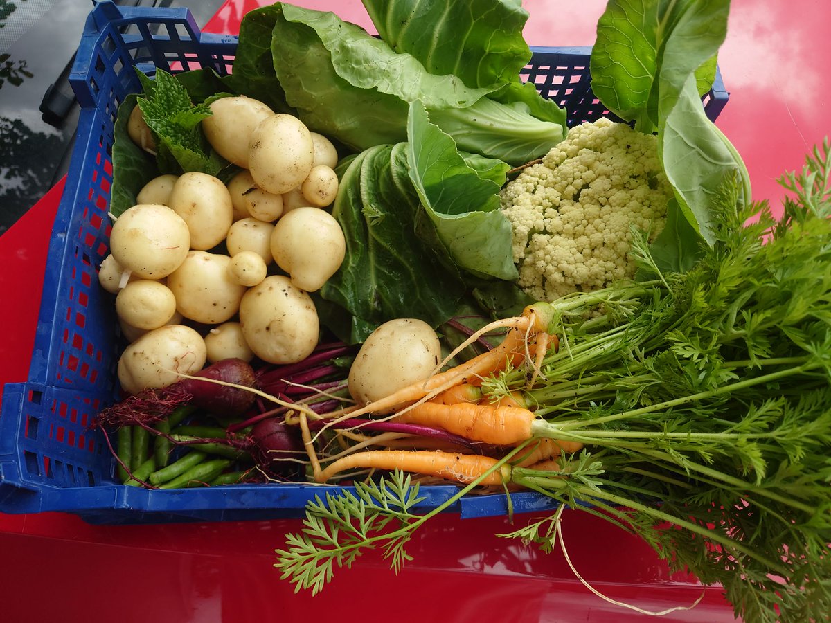 📸 PHOTO OF THE DAY - Gorgeous harvest photo here from KG follower Elaine Broadhurst! 🫶

Drop your harvest photos in the comments, we’d love to see them!

#kitchengarden #growing #growyourown #gardening #plot #allotment #growyourownfood #allotmentsuk #homegrown #garden
