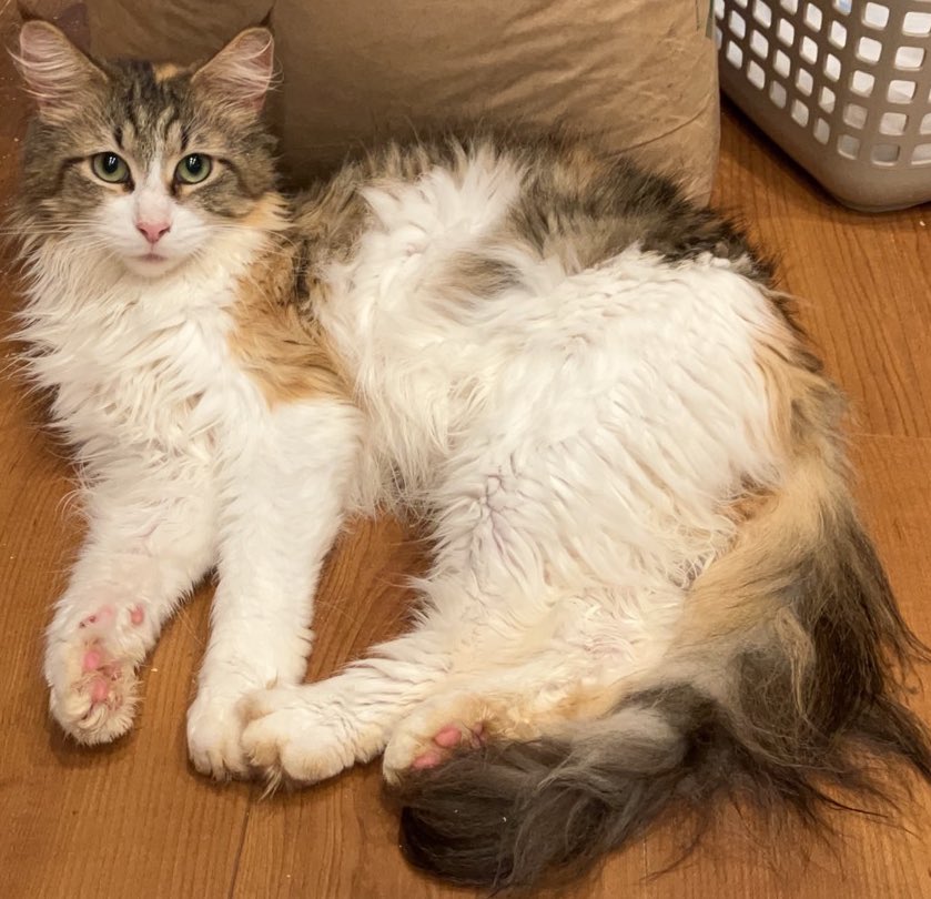 in_cHunland's tweet photo. 人懐っこくて姫との相性も抜群で生きる源が増えました😻！
常にモミモミしてる甘えん坊で温厚のメインクーンちゃん可愛い〜🥹💕
心配なこと沢山ありすぎてまじ過保護 https://t.co/yjYWdRQ99S