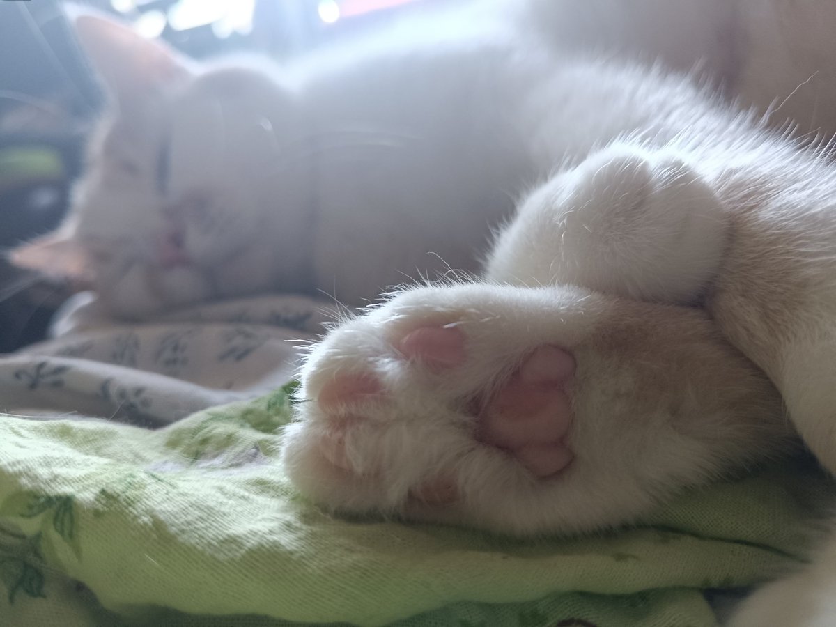 Це Тиква, він не може керувати БПЛА, бо у нього лапульки!
Але керувати Марою може підрозділ "Бронко", і робить це дуже успішно – тільки треба ще 33 тисячі гримнів, аби докупити їм акумуляторів. 
Кинути 150 грн на баночку на честь лапуньок Тикви 👇🏻👇🏻👇🏻
send.monobank.ua/jar/7yRpcBNAJL