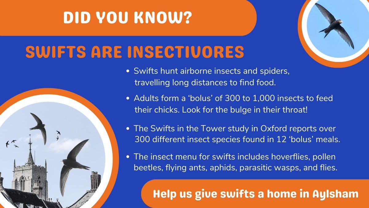 As well as needing nesting places in our buildings, #swifts need food! Cold, wet weather reduces the airborne #insects available to birds that feed on the wing. We can't control the weather, but we can boost insect numbers with nature-friendly #gardening &amp; #farming.🐝🪲🕷️🦟🌳🍀🍂