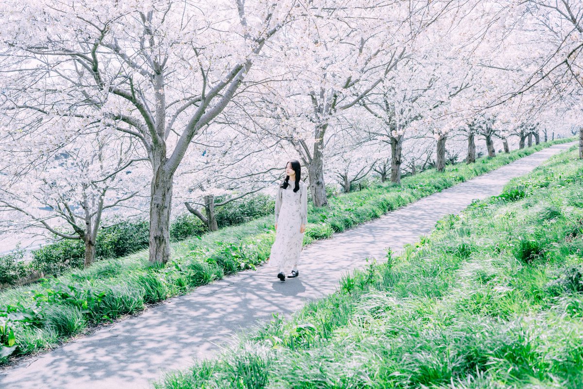 まだ桜の投稿してるの自分くらいな気がしてきた、、、
