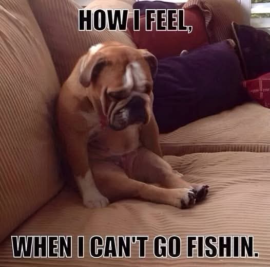 Fishreaper (@fishreaperwayne) on Twitter photo 