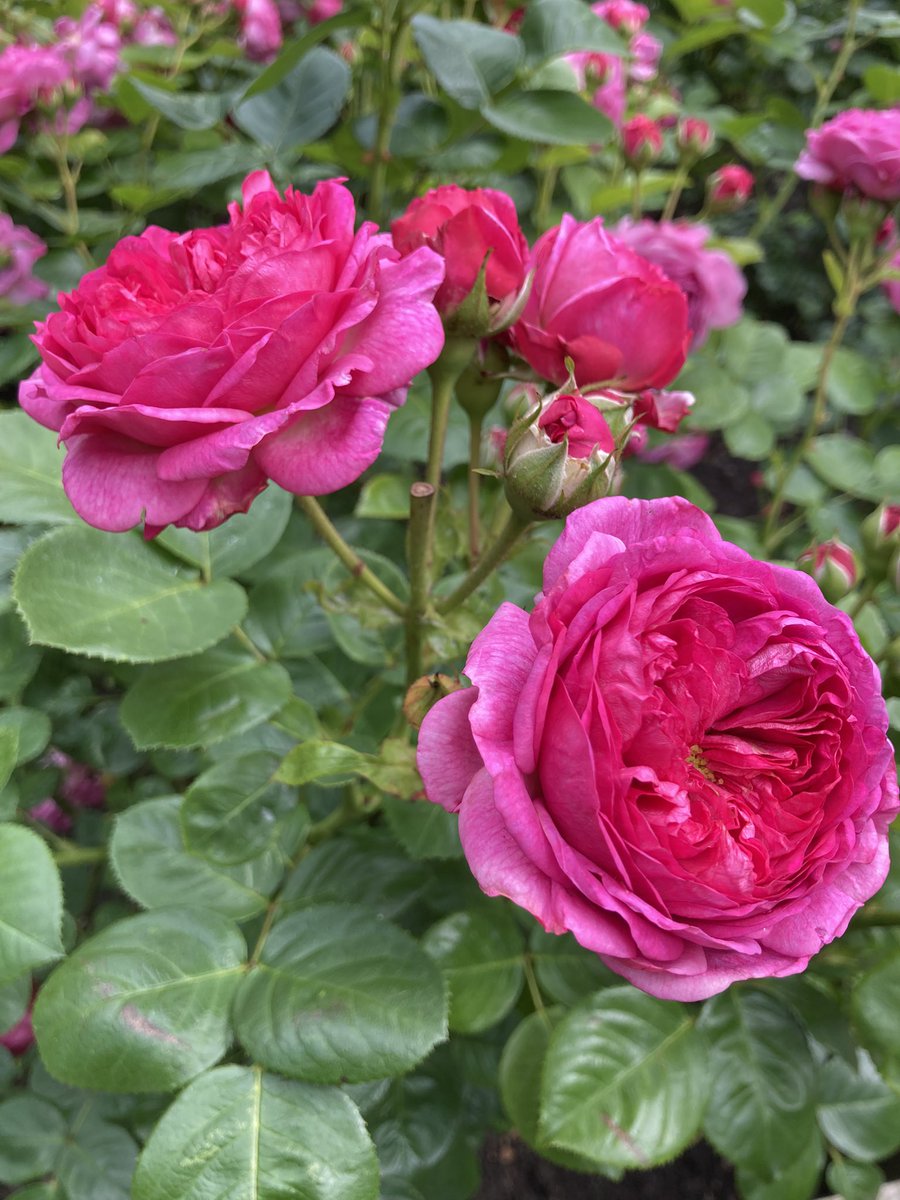 Had a quick lunch break stroll to check out the <a href="/TrustDianne/">Dianne Oxberry Trust</a> rose garden at <a href="/MediaCityUK/">MediaCityUK</a>. The exclusive Florida Sunset roses from Fryers Roses look superb.