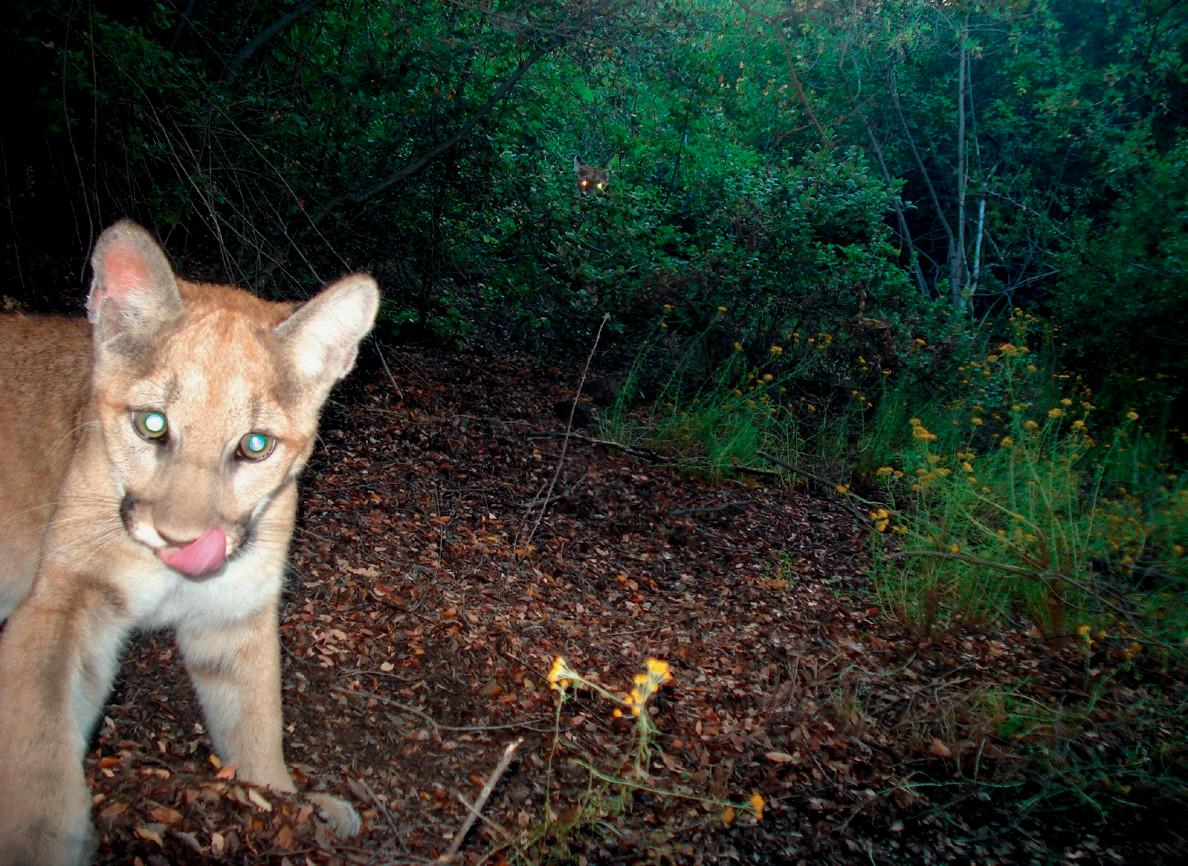 Trail_Cams's tweet photo. https://t.co/ucNjF8fBty