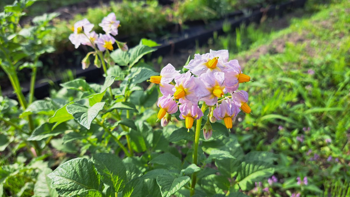 shiroyaginoyuki's tweet photo. 春先に芽🌱が出たじゃがいも🥔植えたら大きくなって綺麗なお花💮が咲いた~😍
#じゃがいもの花 #PotatoFlower #ピンクの花 https://t.co/WobNNMFqR4
