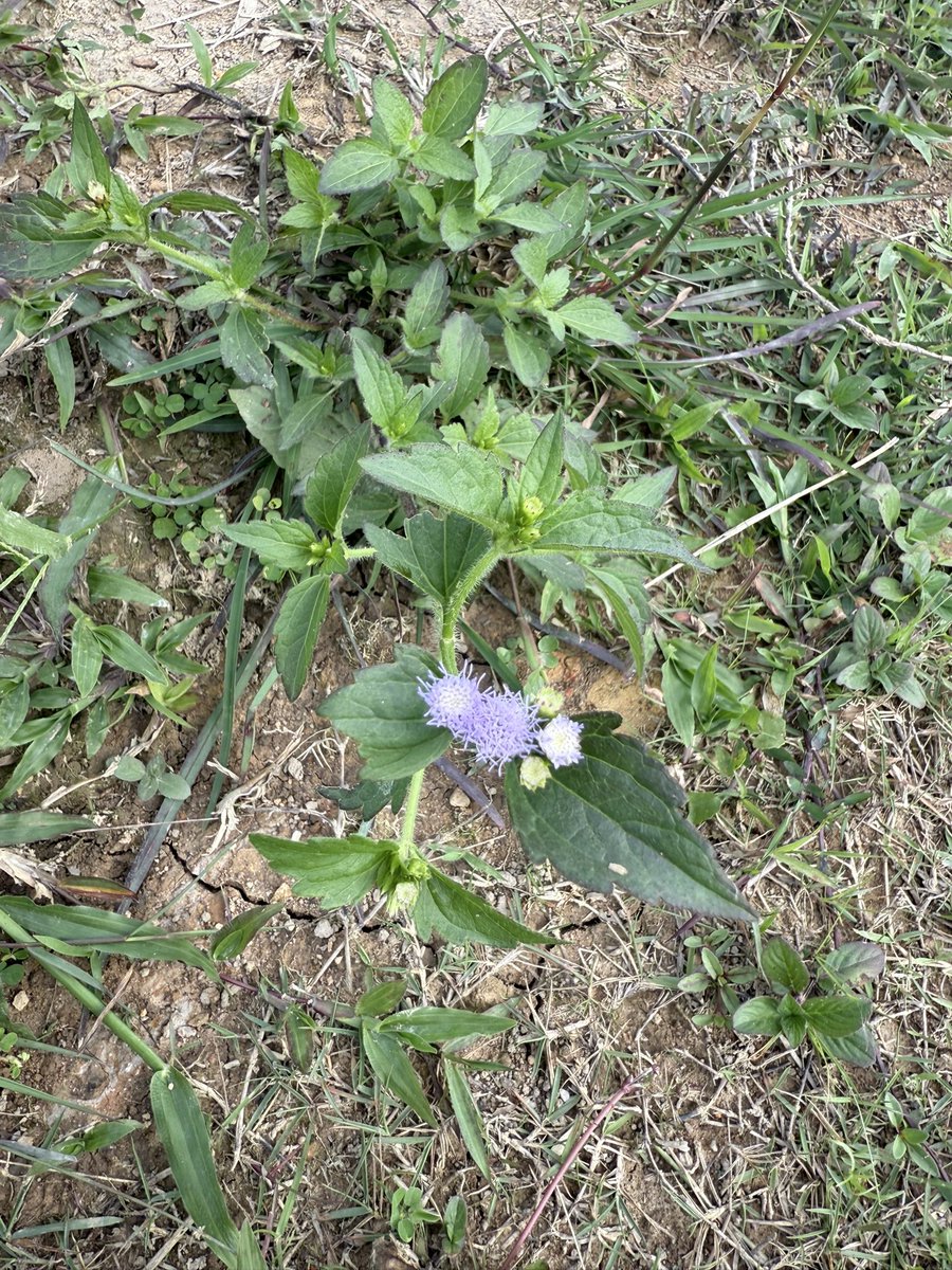 Earth Pirapat 🌏 tweet media