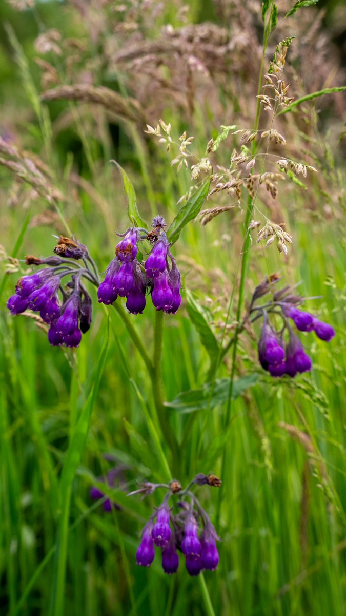 podbukovc's tweet image. The only thing buzzing louder than these purple bells is the bees! 🐝💜

#Comfrey #NatureLovers #Podbukovc