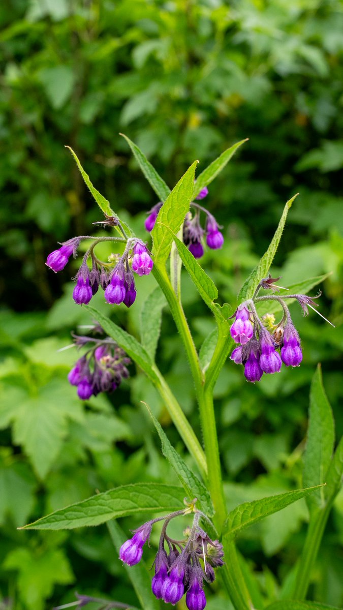 podbukovc's tweet image. The only thing buzzing louder than these purple bells is the bees! 🐝💜

#Comfrey #NatureLovers #Podbukovc