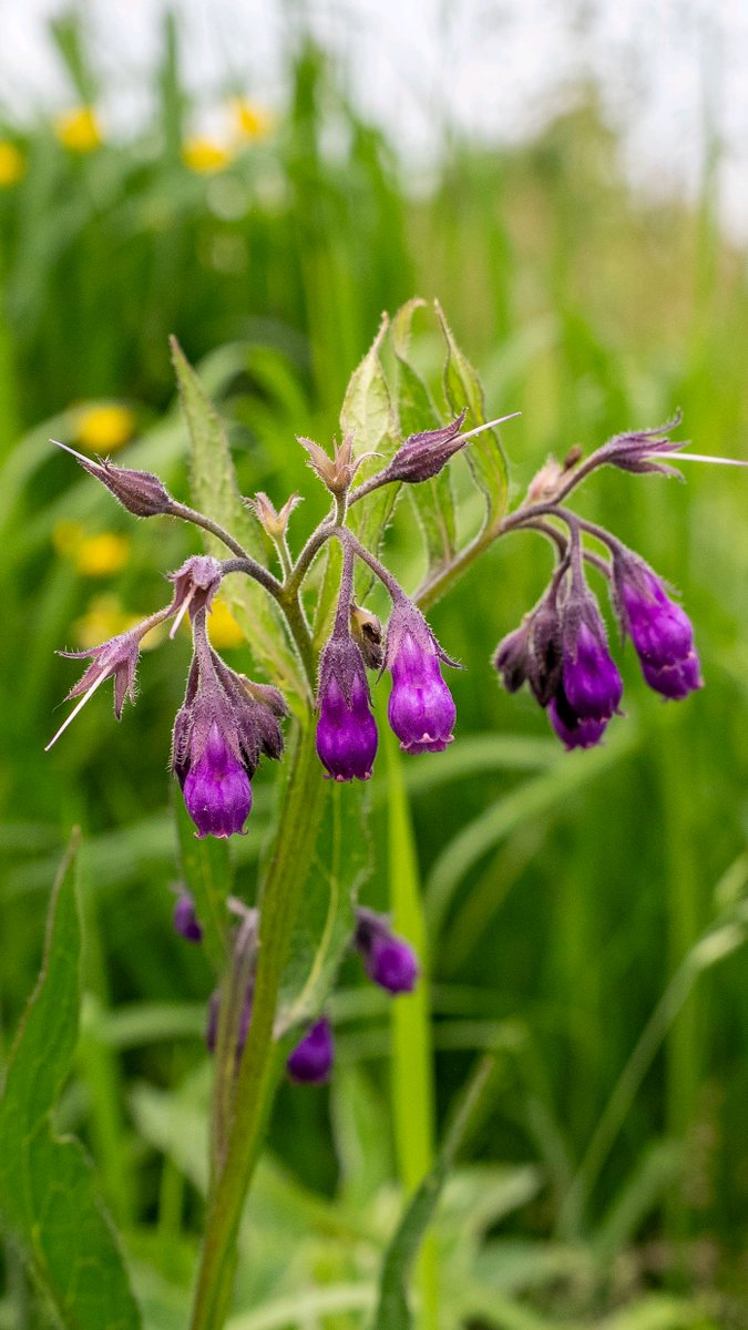 podbukovc's tweet image. The only thing buzzing louder than these purple bells is the bees! 🐝💜

#Comfrey #NatureLovers #Podbukovc