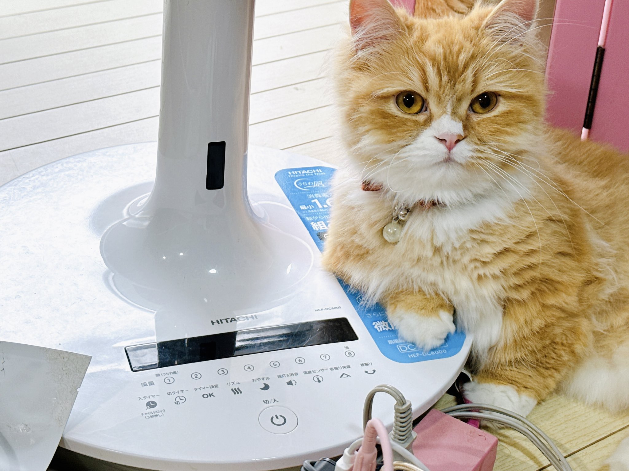 猫さん専用 𝐒ちゃん🌸猫Photo Rider on X: 