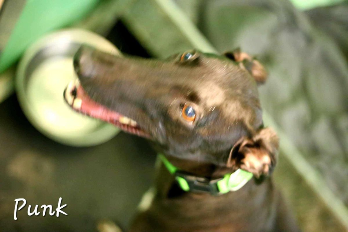 Pretty little Punk is currently our only unreserved girl in kennels.. this little lass is such a bundle of love and fun, she loves cuddles and kisses, mr’s and misses … please don’t make her wait too long to find her forever family…