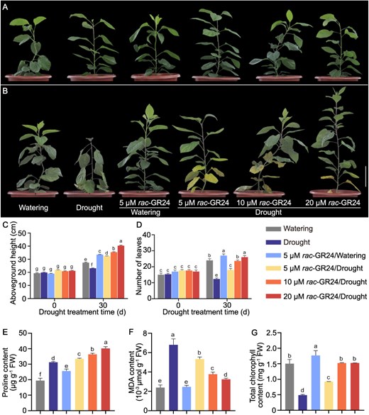 Horticulture Research (@hortres) on Twitter photo SLs boost apple drought resistance via MsABI5-MsSMXL1-MsNAC022 cascade. Proline & gene regulation key! #DroughtStress #AppleAgriculture <a href="/OxfordJournals/">Oxford Journals</a>
Details:doi.org/10.1093/hr/uha… SLs boost apple drought resistance via MsABI5-MsSMXL1-MsNAC022 cascade. Proline & gene regulation key! #DroughtStress #AppleAgriculture <a href="/OxfordJournals/">Oxford Journals</a>
Details:doi.org/10.1093/hr/uha…
