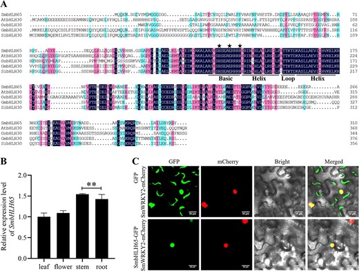 Horticulture Research (@hortres) on Twitter photo SmWRKY32-SmbHLH65/SmbHLH85 module regulates tanshinone synthesis in Salvia miltiorrhiza. Novel insights for boosting compound content! #Tanshinone #TranscriptionalRegulation <a href="/OxfordJournals/">Oxford Journals</a>
Details: doi.org/10.1093/hr/uha… SmWRKY32-SmbHLH65/SmbHLH85 module regulates tanshinone synthesis in Salvia miltiorrhiza. Novel insights for boosting compound content! #Tanshinone #TranscriptionalRegulation <a href="/OxfordJournals/">Oxford Journals</a>
Details: doi.org/10.1093/hr/uha…