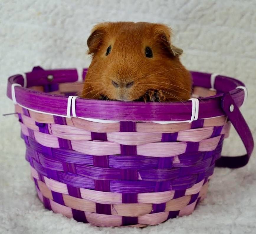 Little Red 🐹❤️

He’s currently in a show house and is part of a 4H program ✨

#guineapigs #guineapig #cavy #cavies