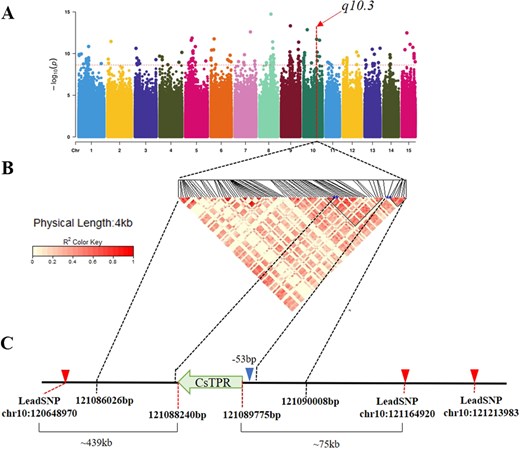 Horticulture Research (@hortres) on Twitter photo Genetic mechanism revealed: CsTPR under CsBES1.2 repression affects tea leaf droopiness. Single-base mutation boosts suppression! #TeaHarvesting #DroopinessControl <a href="/OxfordJournals/">Oxford Journals</a>
Details: doi.org/10.1093/hr/uha… Genetic mechanism revealed: CsTPR under CsBES1.2 repression affects tea leaf droopiness. Single-base mutation boosts suppression! #TeaHarvesting #DroopinessControl <a href="/OxfordJournals/">Oxford Journals</a>
Details: doi.org/10.1093/hr/uha…