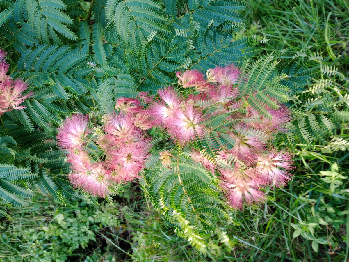 Mimosa blooms ..
