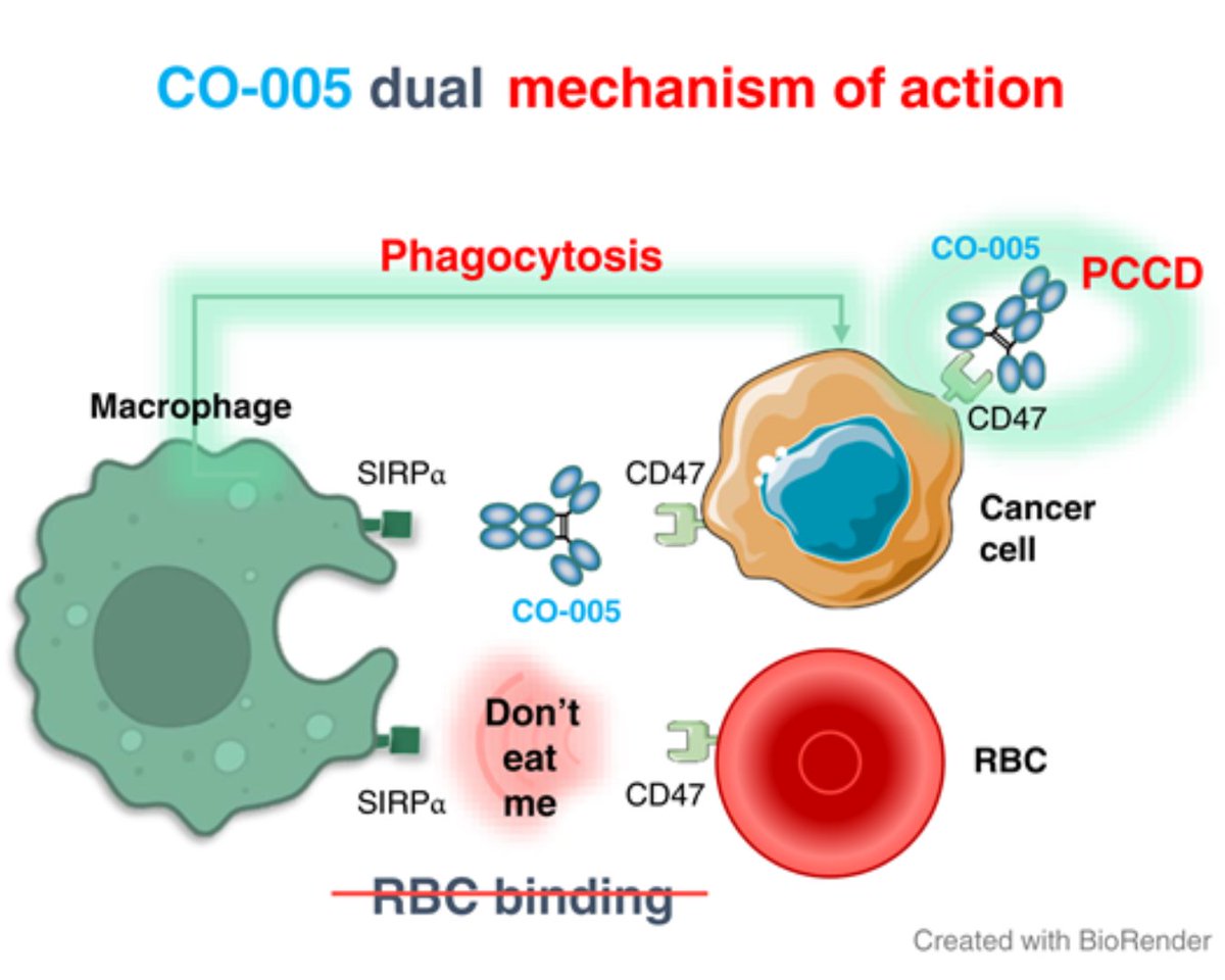 #FirstDisclosure Development of a Novel Bifunctional Anti-CD47 Fusion Protein with Improved Efficacy and a Favorable Safety Profile: brnw.ch/21wTgzl