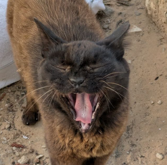 Я наконец сделал бота для отслеживания уличных котиков! 🐈Там можно собирать информацию о котиках в городском пространстве - по фотографиям, локациям и поведению. Можно голосовать за самого красивого котика недели! Любители котиков, присоединяйтесь: t.me/KittySpaceRuBot 💚