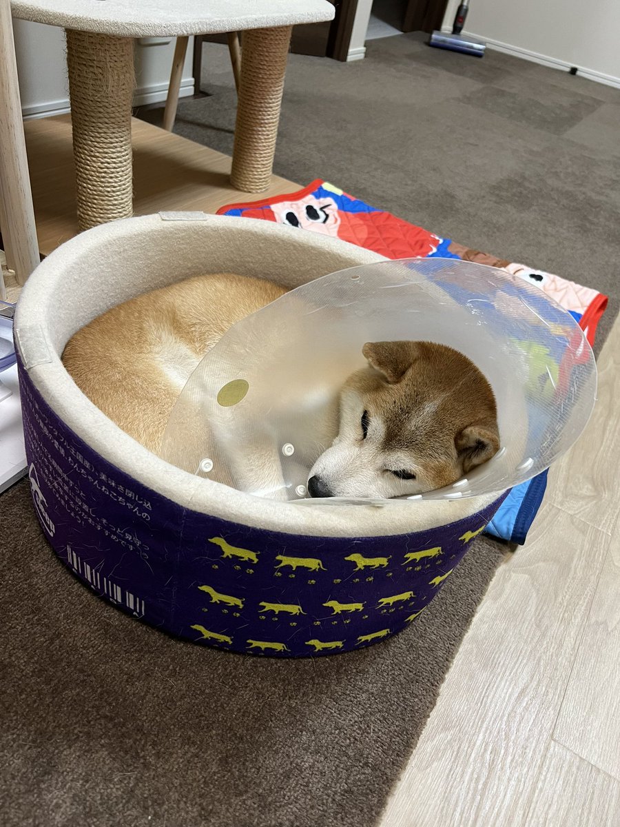 yuandtoro's tweet photo. ご無沙汰捨てましたが…

実は、数カ月前に手術しました。
体重が一気に落ちてガリッガリでした。
今はコロコロまるまるして元気いっぱいです！

飼い主もリアルがバタバタしてまして、なかなか更新できないですが家族みな元気です😀 https://t.co/R6S6y0omBT