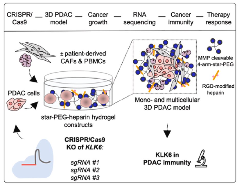 Biomaterials_'s tweet image. A biomaterial-based platform of pancreatic cancer identifies kallikrein-related peptidase 6 (KLK6) as a mediator of neutrophil recruitment and immunosuppression doi.org/10.1016/j.biom…