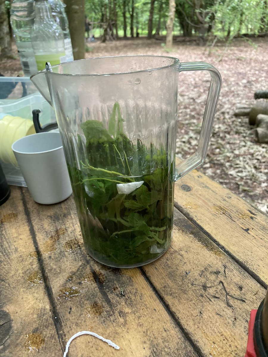 PipersForestSch's tweet image. As part of Cultural Week, Year 6 made some bush tea using raspberry leaves, rose petals,mint and lemon balm all sourced from the school grounds 😋🫖🍵
#pipersprep