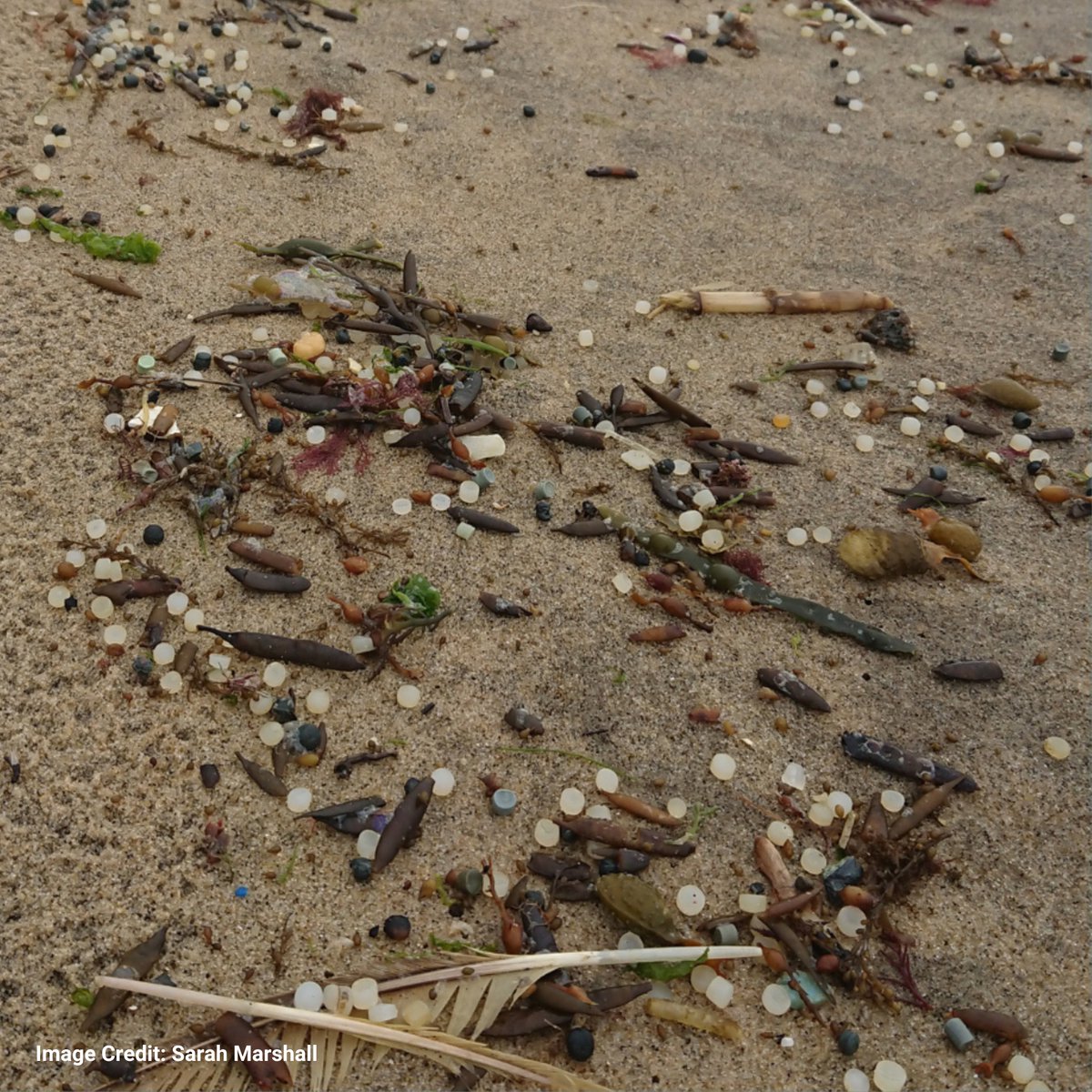 Fidra (@fidratweets) on Twitter photo 🌊This #WorldOceansDay, we're putting a spotlight on the devastating impact of nurdle spills, such as those recently seen in the North & Arabian seas'🌍
Learn about our <a href="/greatnurdler/">Great Nurdle Hunter</a> project and the urgent need for action to end nurdle pollution here➡️ nurdlehunt.org.uk 🌊This #WorldOceansDay, we're putting a spotlight on the devastating impact of nurdle spills, such as those recently seen in the North & Arabian seas'🌍
Learn about our <a href="/greatnurdler/">Great Nurdle Hunter</a> project and the urgent need for action to end nurdle pollution here➡️ nurdlehunt.org.uk