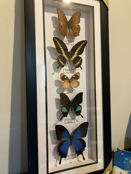 Shallow___py's tweet image. 이번 기념품 (자신용)